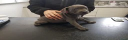 Staffordshire Bull Terrier dogs for sale: Staffordshire bull terrier  in Stoke-on-Trent - Advert 3