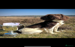 English Springer Spaniel dogs for sale: Puppy (male) KC ESS with titled parents FTW x FTAW - Image 6