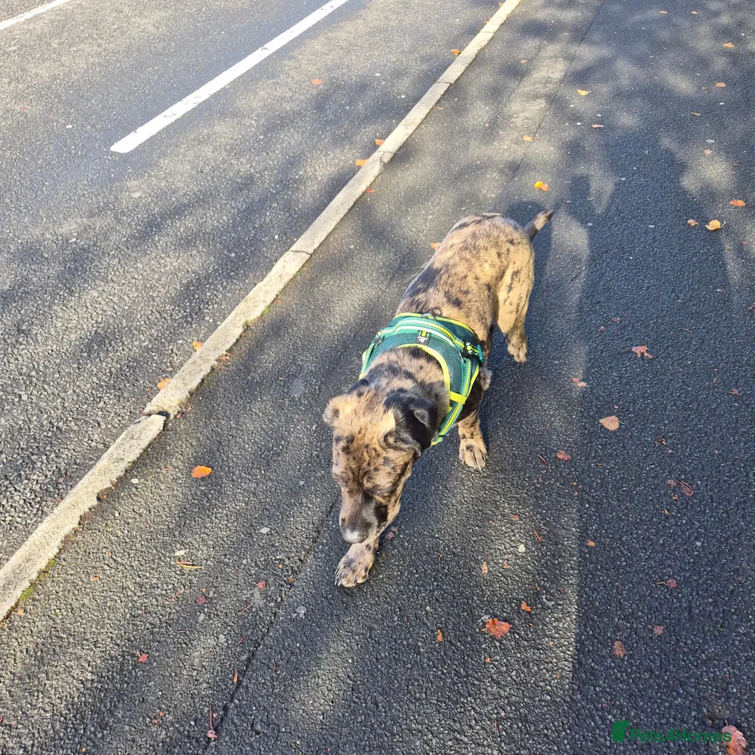 Mixed Breed dogs for sale: Female cane corso cross 7 month old  - Advert 6