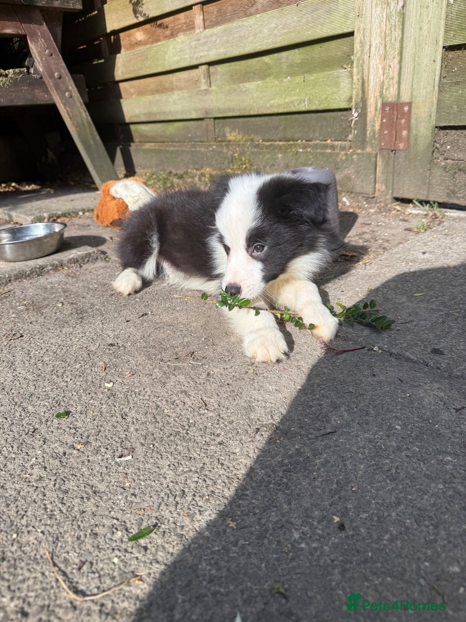 Border Collie dogs 4 Border Collie puppies - Advert 2