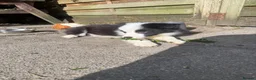 Border Collie dogs for sale: 4 Border Collie puppies in Wigan - Advert 2