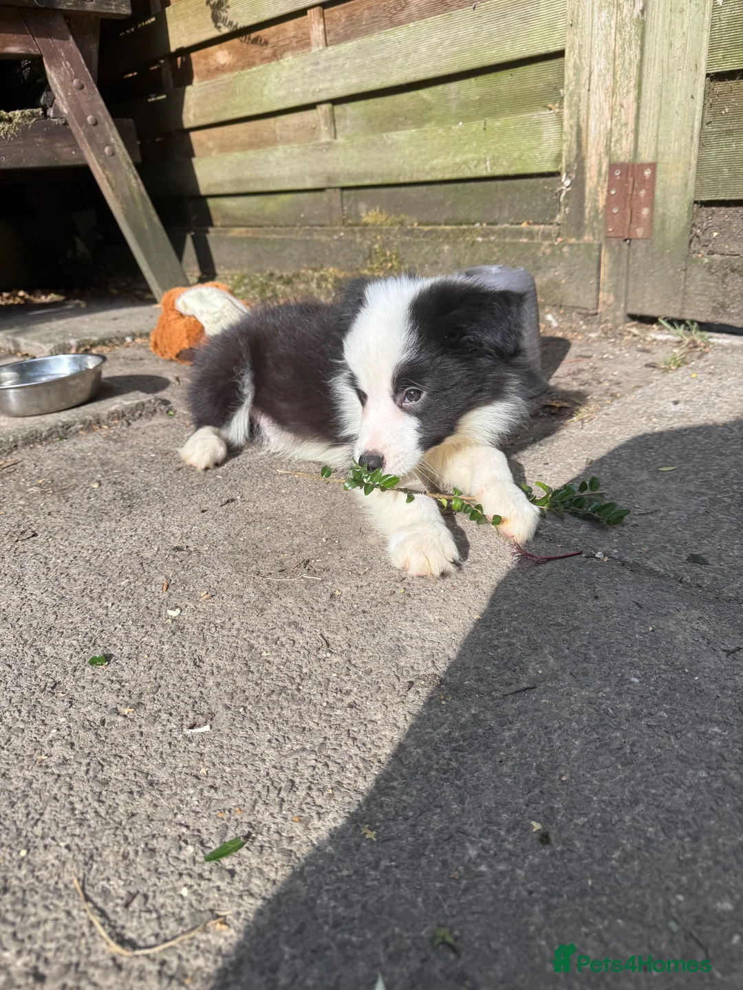 Border Collie dogs for sale: 4 Border Collie puppies in Wigan - Advert 2
