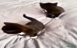Mixed Breed cats for sale: Delightful mix-breed Siamese-black tabby-kittens - Image 35