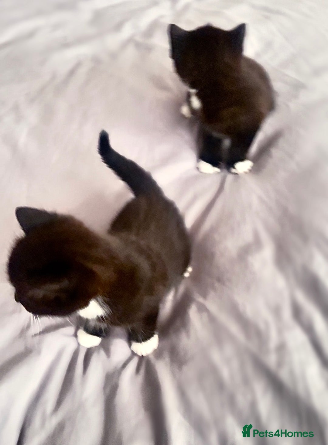 Mixed Breed cats for sale: Delightful mix-breed Siamese-black tabby-kittens - Image 35