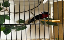 Finches birds for sale: Finches / mannikins / siskins / parrot finch  - Advert 6