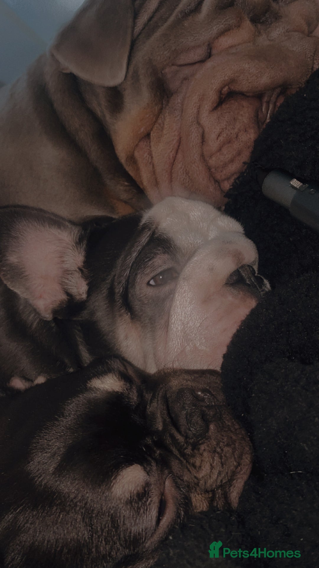 French Bulldog dogs for sale: 7 month old puppy  - Advert 8