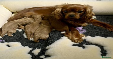 Cavapoo dogs - Advert 4