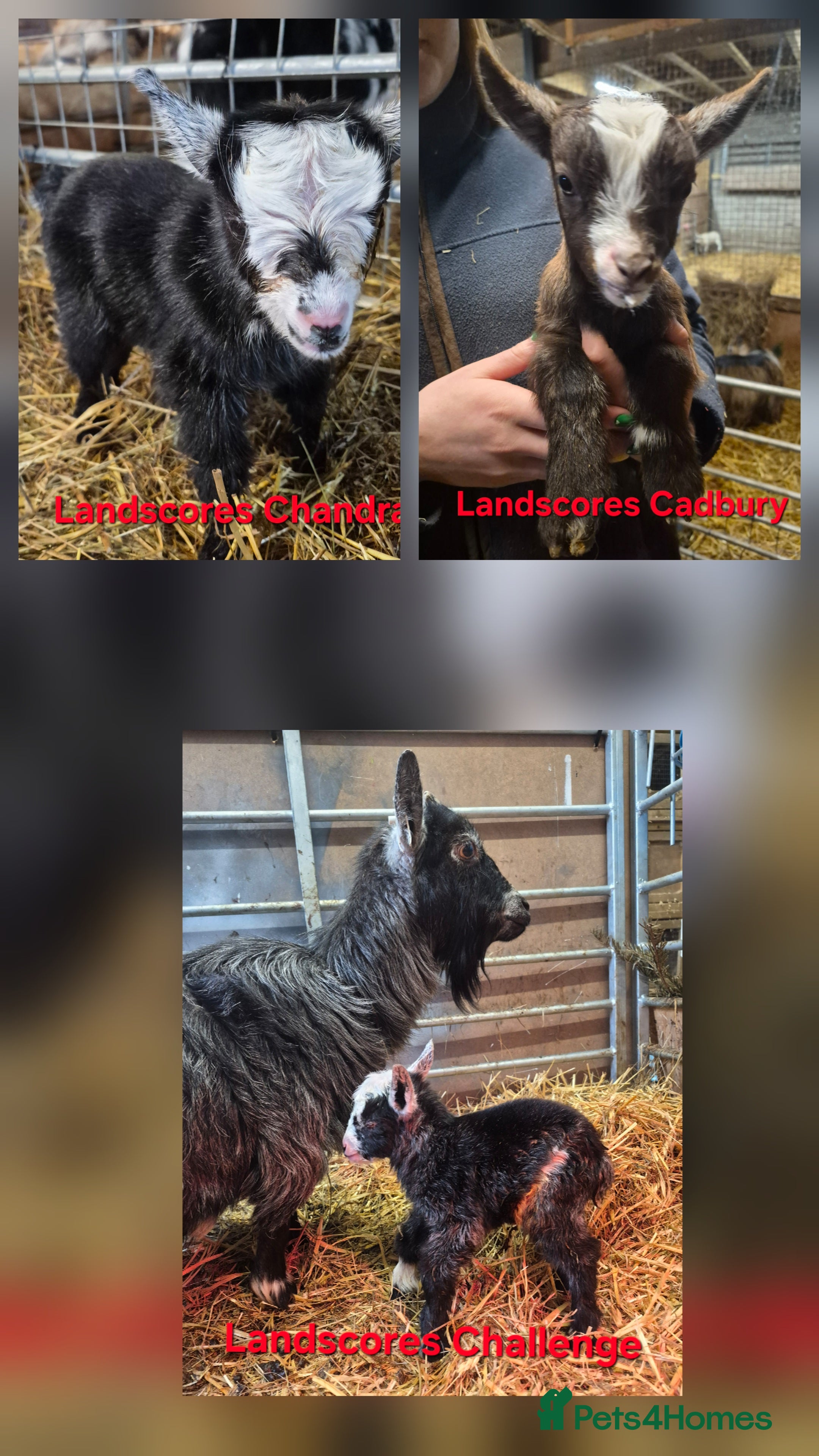 Goats livestock Pygmy goat nanny kids - full pedigree - Advert 3
