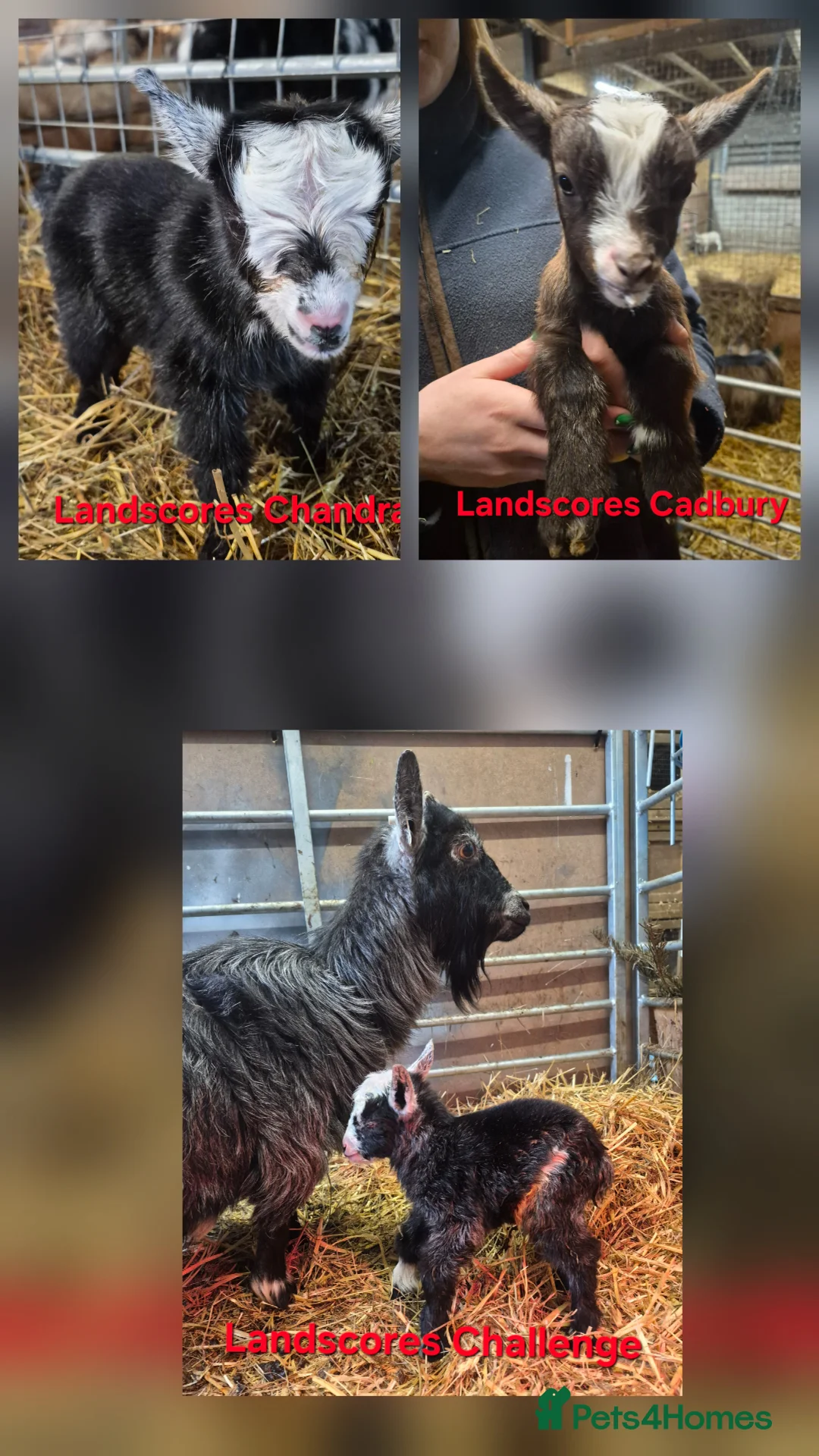 Goats livestock for sale: Pygmy goat nanny kids - full pedigree - Advert 1