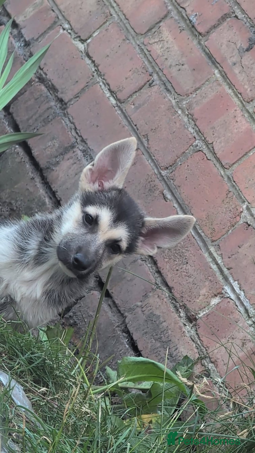Shepsky dogs for sale: Shepski puppies in Liverpool - Image 30