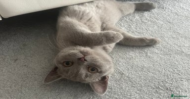 British Shorthair cats - Advert 15