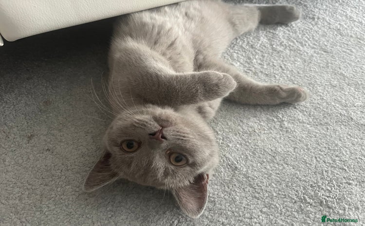 British Shorthair cats - Advert 3