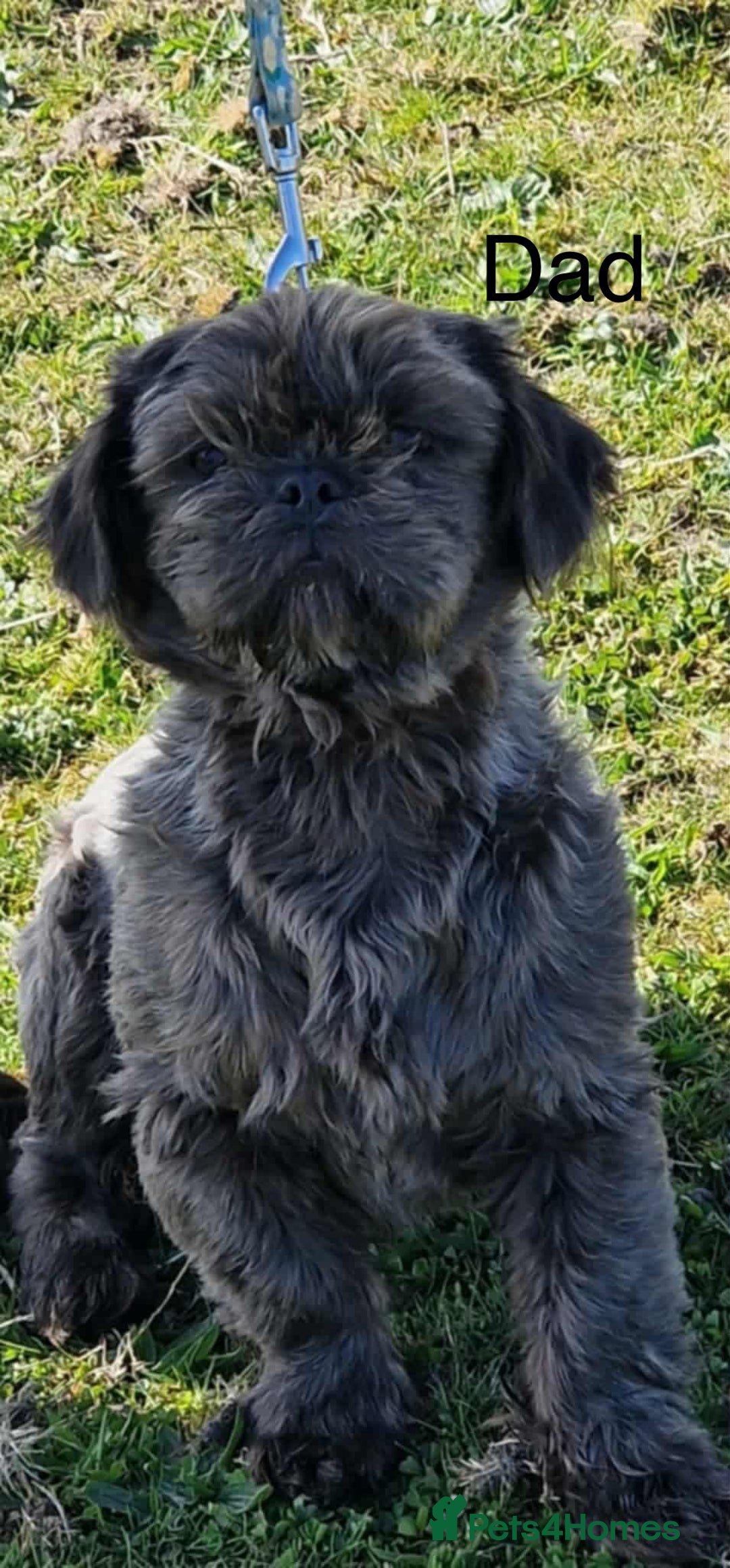 Shih Tzu dogs for sale: Shih Tzu Puppy’s  - Advert 7