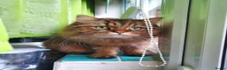 Mixed Breed cats for sale: Norwegian Forest Persian Mix Sweet Male - Advert 6
