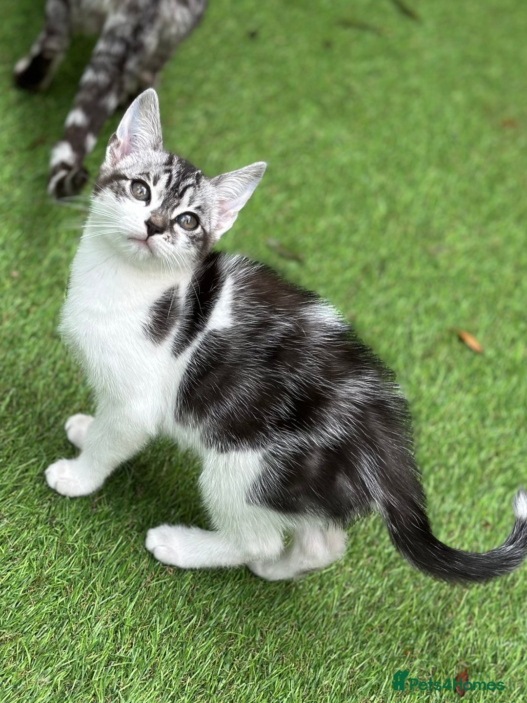 Mixed Breed cats for sale: Adorable Bengal Cross Kittens!! - Image 11