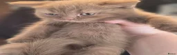 British Shorthair cats for sale: 🐾 BEAUTIFUL BRITISH SHORTHAIR KITTENS 🐾   in Gloucester - Advert 5