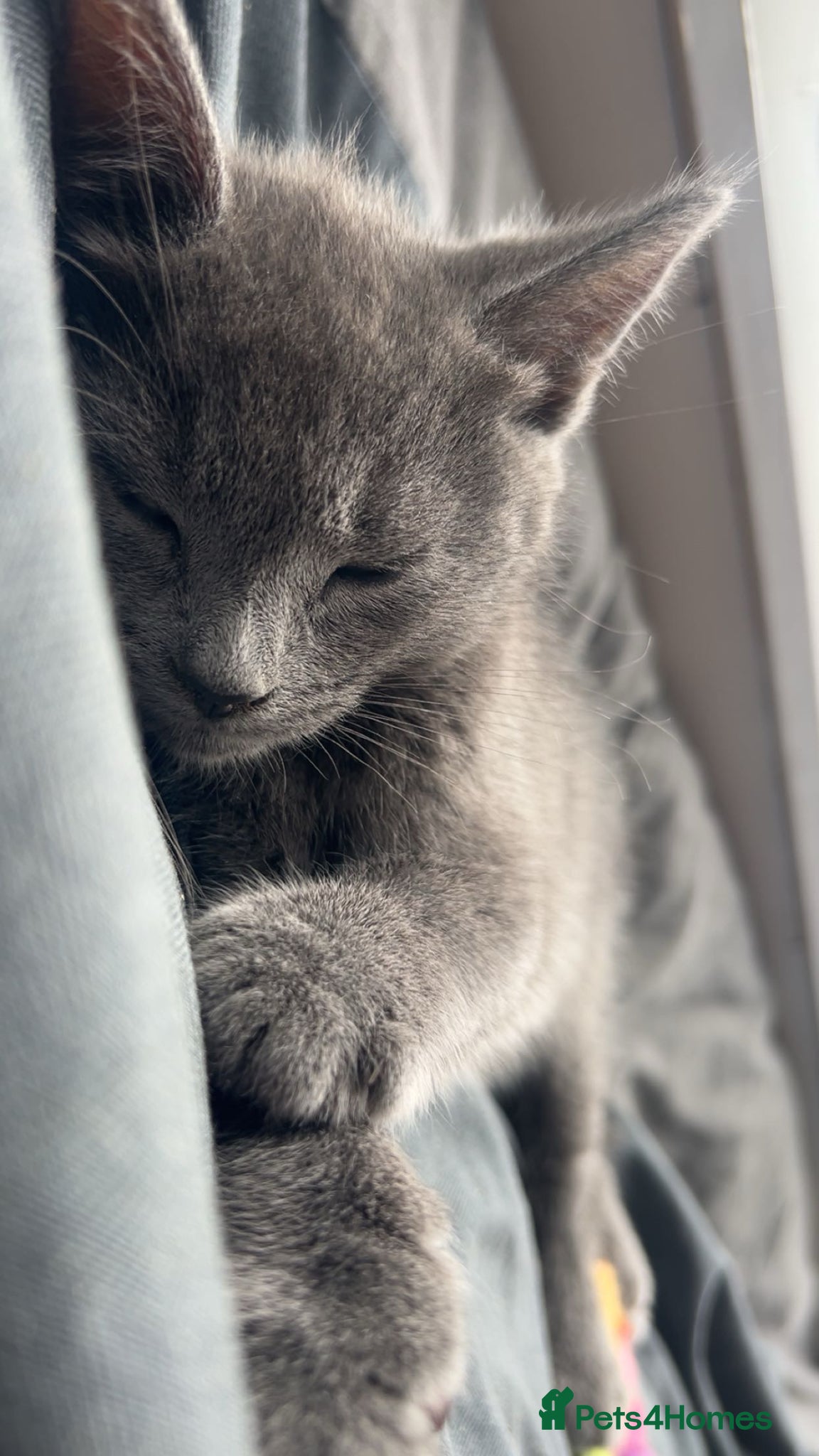 Mixed Breed cats Russian Blue Mixed Male - Simba - Advert 6