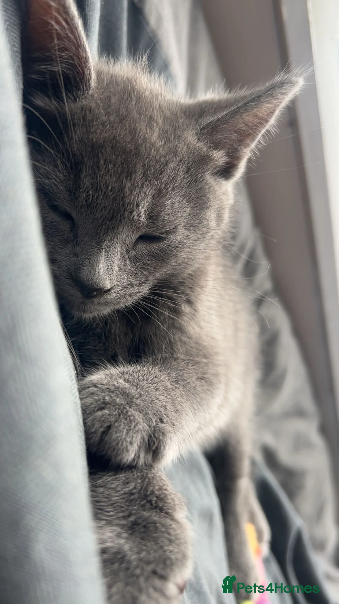 Mixed Breed cats for sale: Russian Blue Mixed Male - Simba - Advert 1