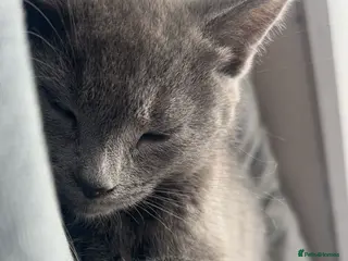 Mixed Breed cats Russian Blue Mixed Male - Simba - Advert 1