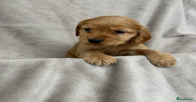 Cocker Spaniel dogs - Advert 3