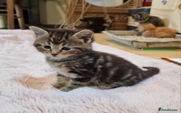 Maine Coon cats for sale: Beautiful Mainecoon X  9 kittens  - Image 8