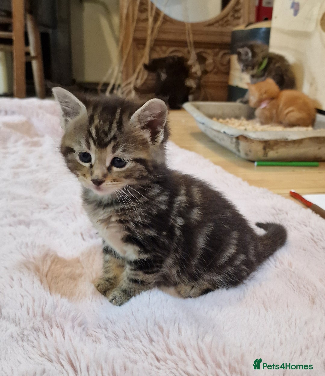 Maine Coon cats for sale: Beautiful Mainecoon X  9 kittens  - Image 8