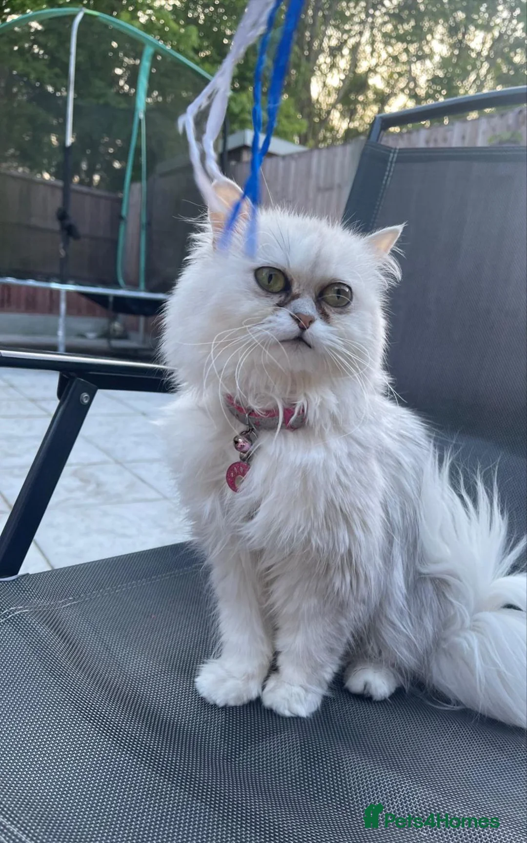 Persian cats for sale: Beautiful Persian Kittens  - Advert 1
