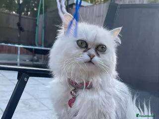 Persian cats Beautiful Persian Kittens - Advert 6