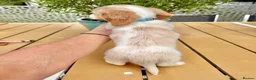 Miniature Dachshund dogs for sale: Piebald & Cream Longhairs  - Advert 16