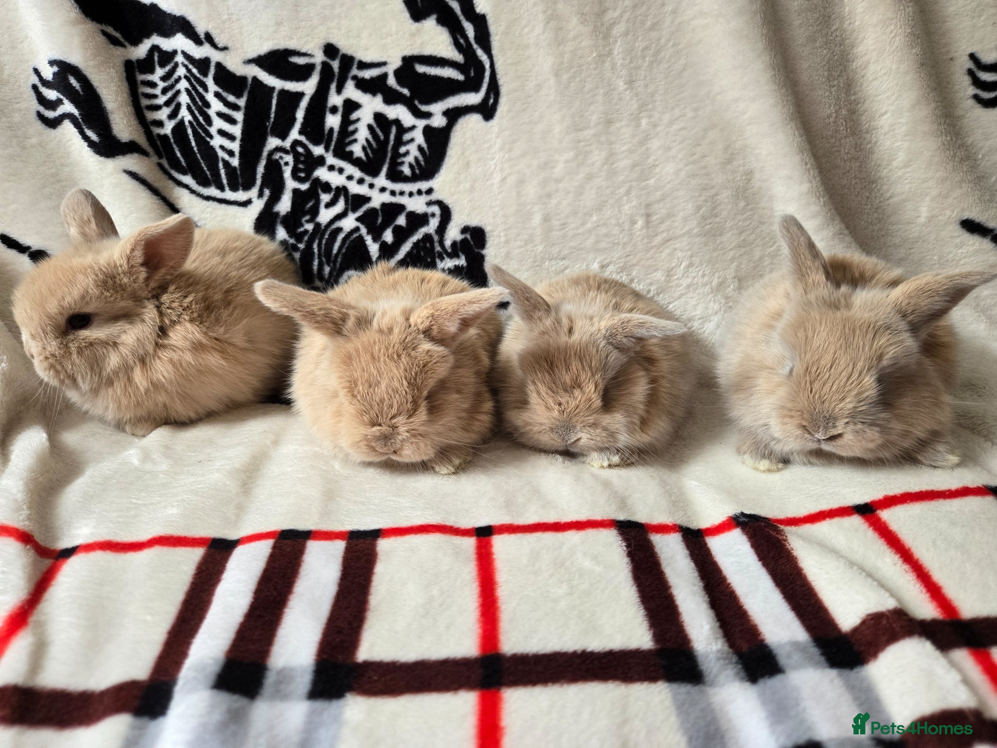 Mini Lop rabbits Stunning mini lops available  - Advert 3