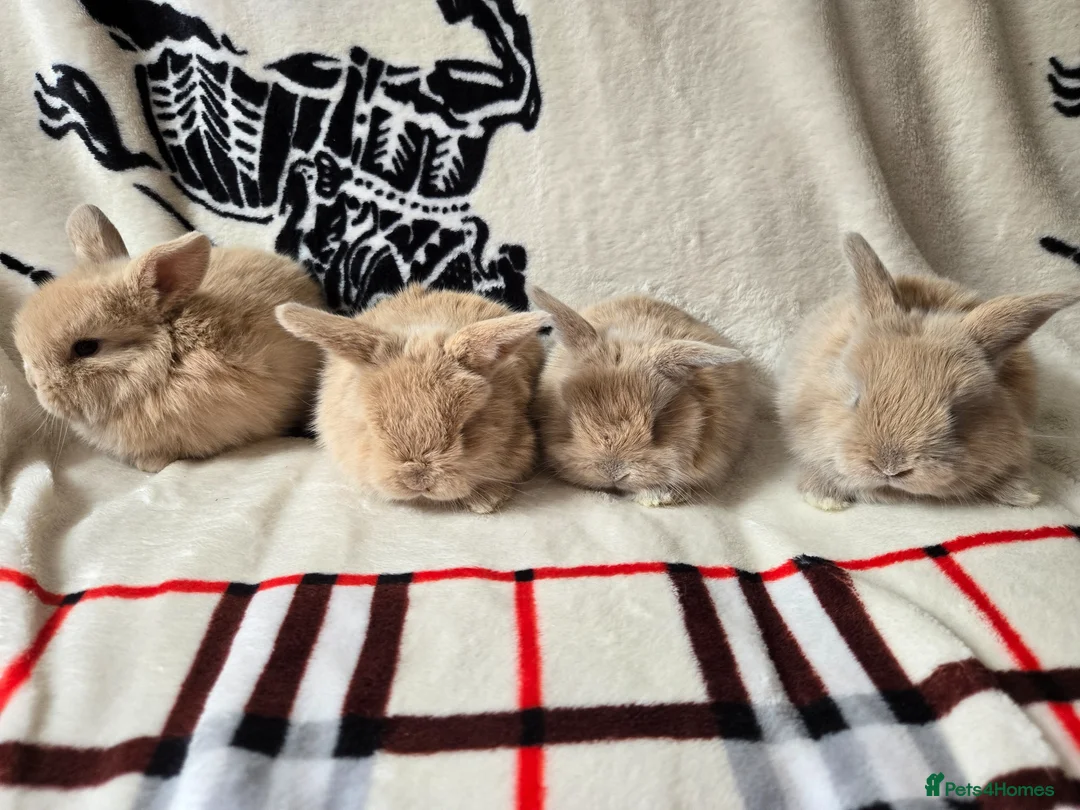 Mini Lop rabbits for sale: Stunning mini lops available  - Advert 1