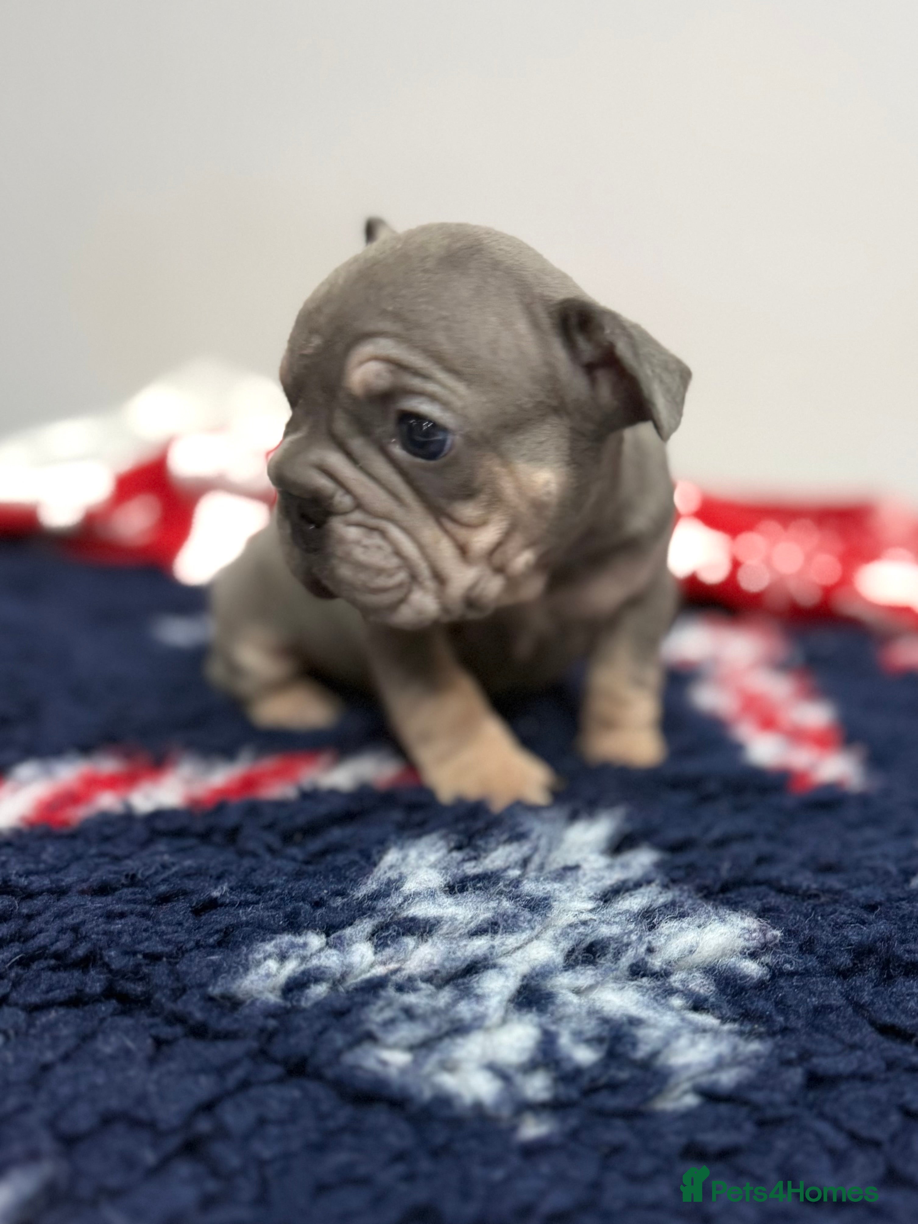 French Bulldog dogs 🖤 7 French BullDog Puppy’s 🖤 - Advert 2