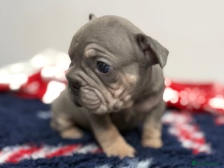 French Bulldog dogs 🖤 7 French BullDog Puppy’s 🖤 - Advert 3