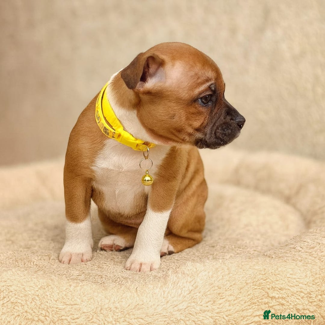 Staffordshire Bull Terrier dogs for sale: RED & WHITE SHORT & STOCKY TYPE PUPS AVAILABLE  - Advert 6