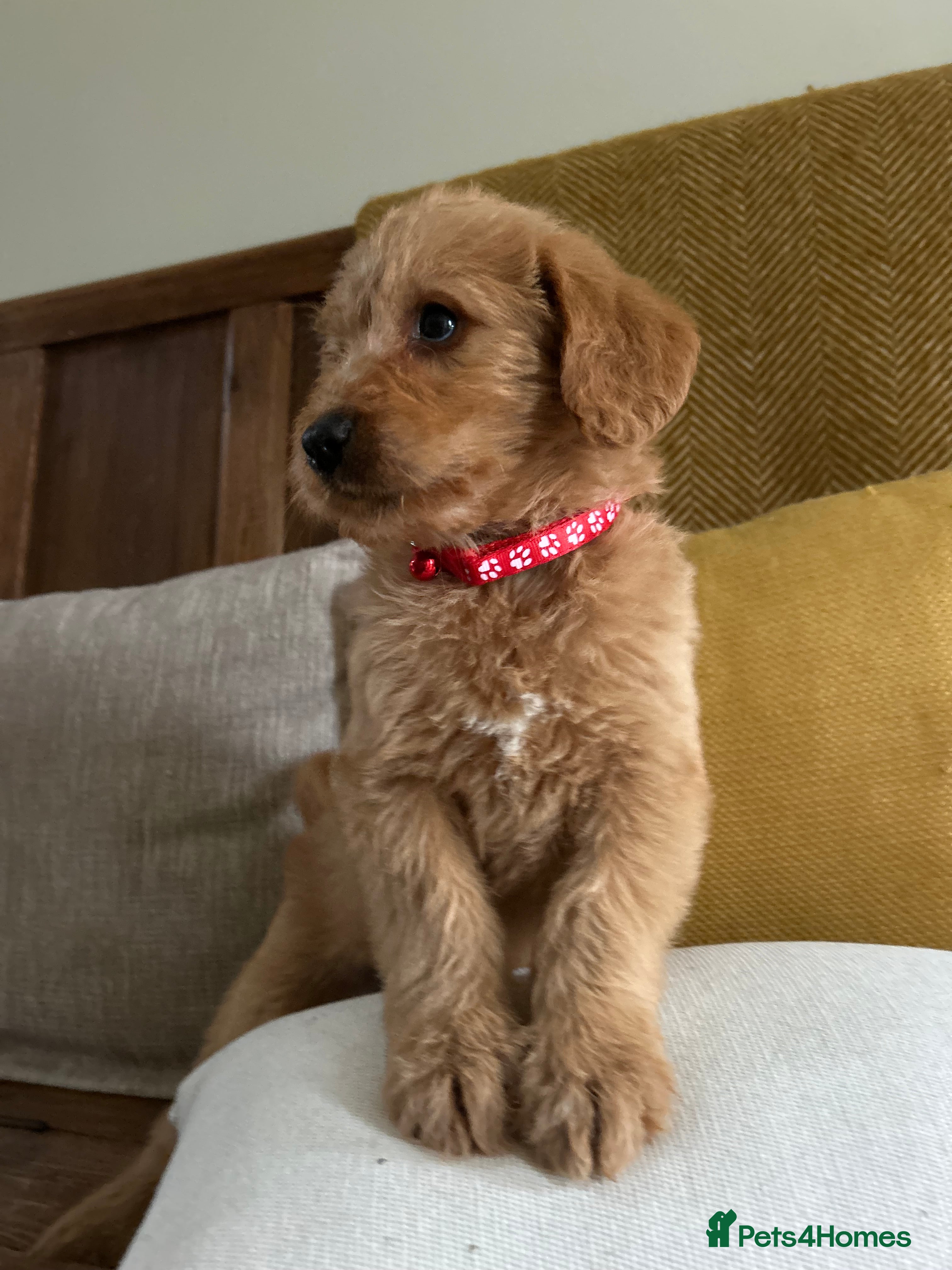 Labradoodle dogs  Labradoodle girls - Advert 8