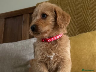 Labradoodle dogs Labradoodle girls - Advert 8