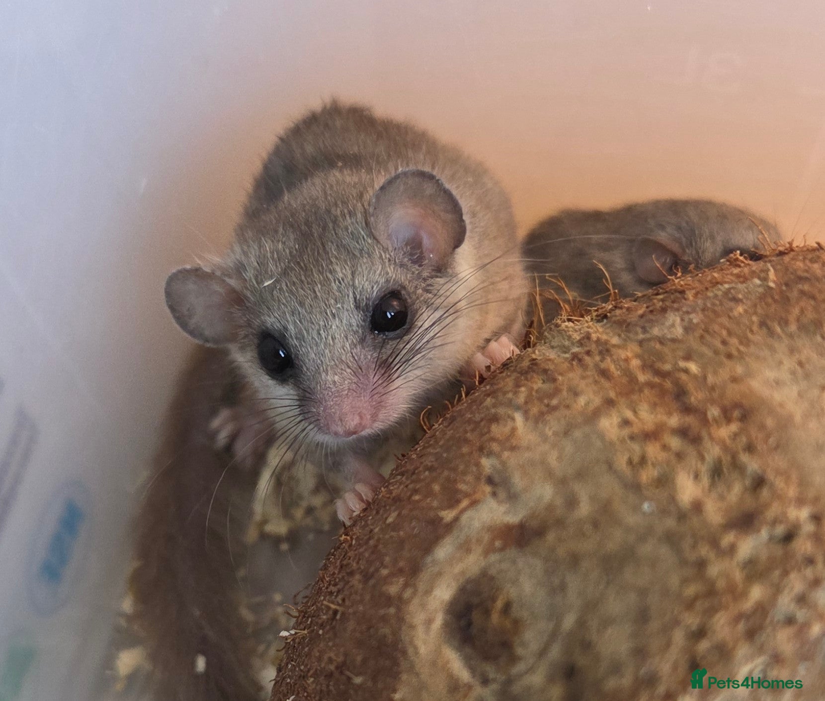 Mouse rodents for sale: ADORABLE MICRO SQUIRRELS FOR SALE - Advert 3