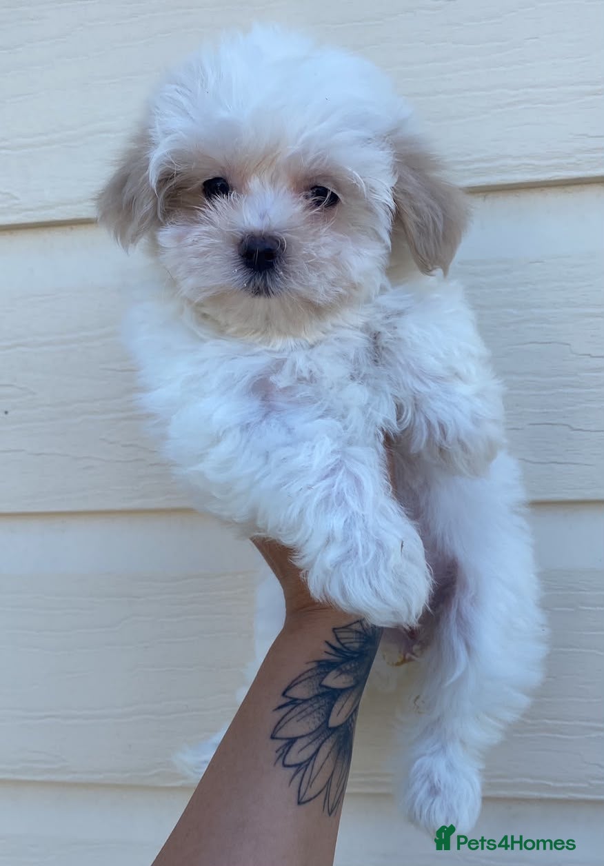 Maltipoo dogs 🐾 TINY F1B MALTIPOO PUPPIES 🐾 - Advert 1