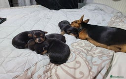 Mixed Breed dogs for sale: 3 chorkie boys left for sale - Image 9