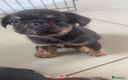 Mixed Breed dogs for sale: Brussels griffon x French bulldog  - Image 5