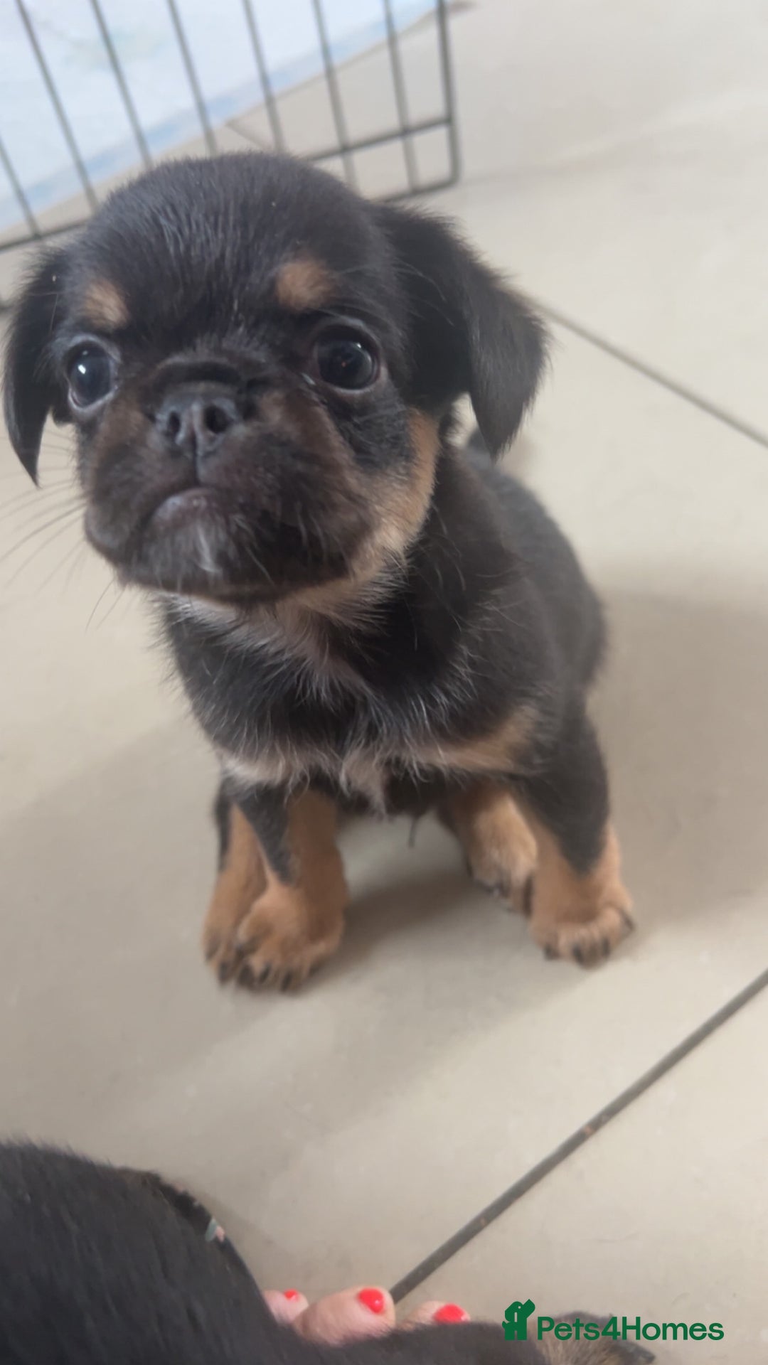 Mixed Breed dogs for sale: Brussels griffon x French bulldog  - Image 5