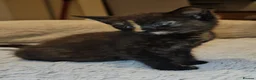 Domestic Shorthair cats for adoption: Rescue tortoiseshell kitten needs home of her own  in Hook - Advert 4