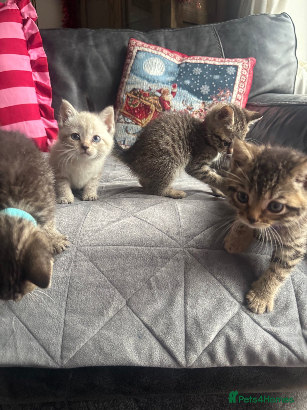 Mixed Breed cats for sale: Kittens needing loving homes  - Advert 19