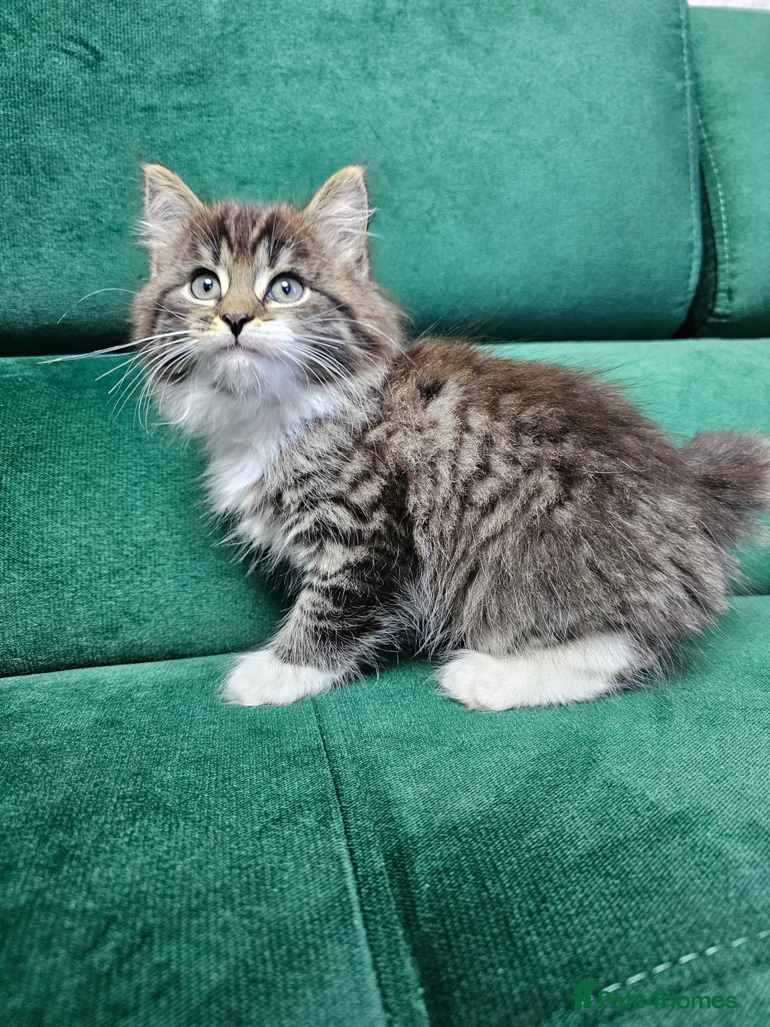 Mixed Breed cats for sale: Kittens ready to new home  - Advert 17