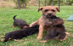 Border Terrier dogs for sale: Border Terrier puppies - Image 5