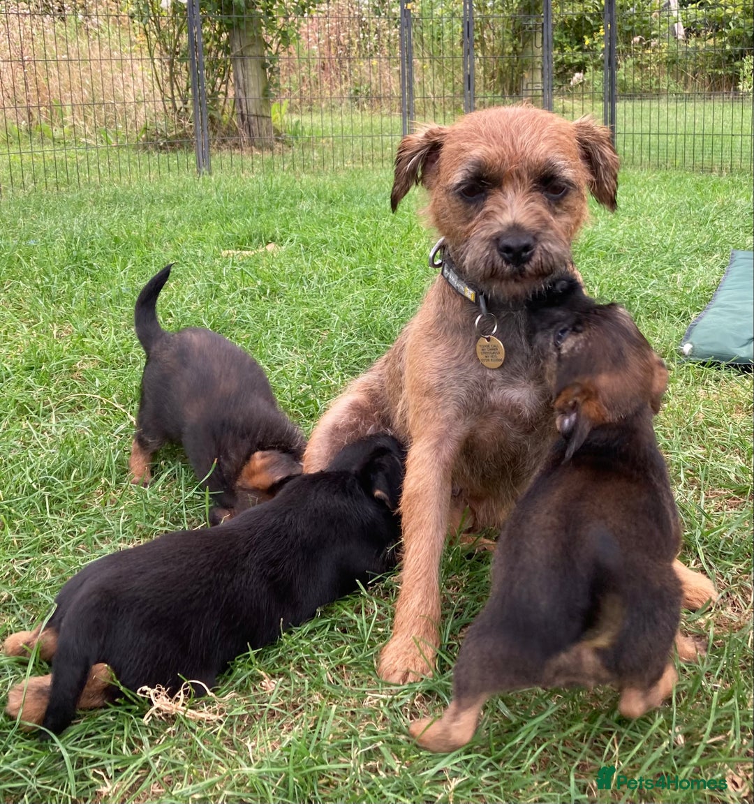 Border Terrier dogs for sale: Border Terrier puppies - Image 5