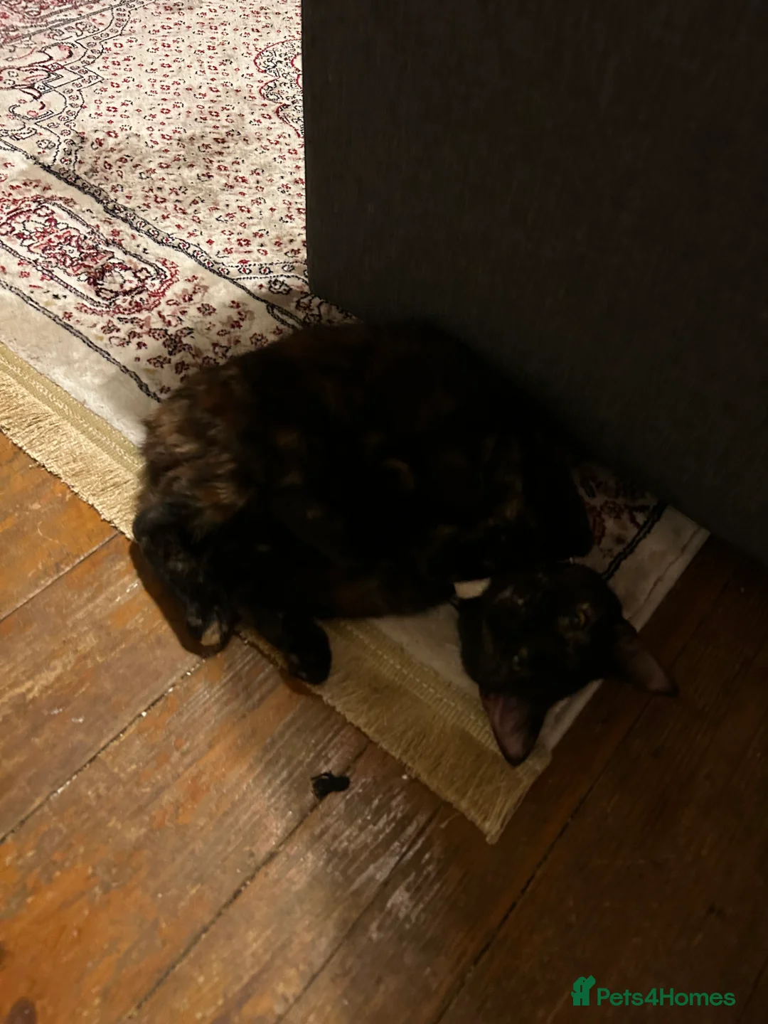 Mixed Breed cats for sale: Urgent 4 cats for rehome (can go separate if need) - Advert 2