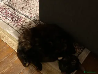 Mixed Breed cats Urgent Female cat for rehome 1 years old - Advert 15