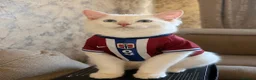 Ragdoll cats for sale:     Family Raised Ragdoll Kittens🐈‍⬛💕 - Advert 13