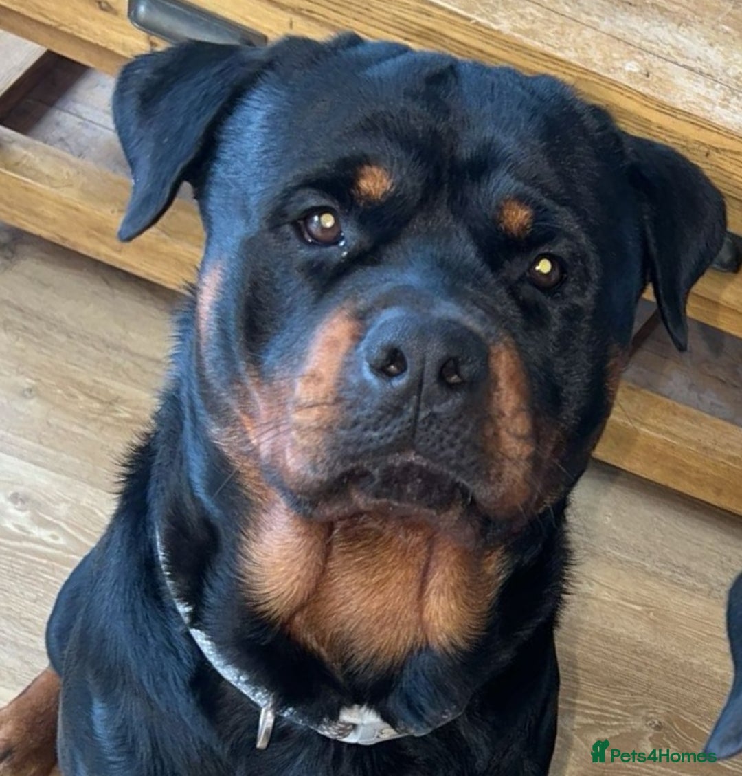 Rottweiler dogs for stud: Azrael KC Reg health tested stud  - Advert 1